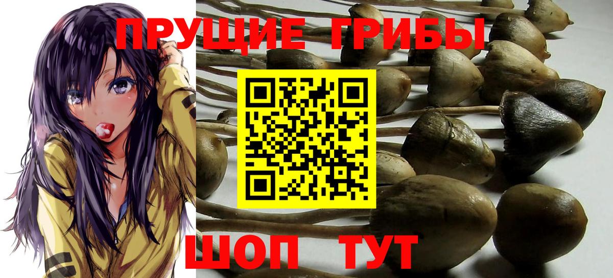 Псилоцибиновые грибы прущие грибы  Вход с VPN  Сердобск 